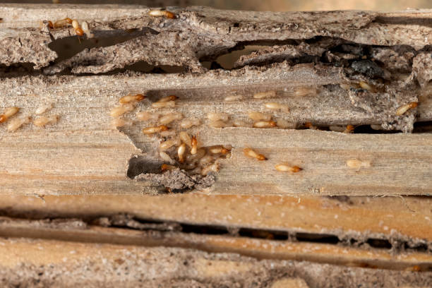 Best Spider Control Near Me  in Grambling, LA